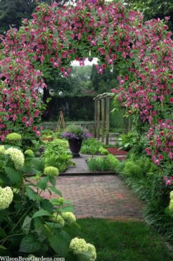 Etioile Rose Clematis - 1 Gallon Pot -Flora Bloom Shop clematis texensis etoile rose 5