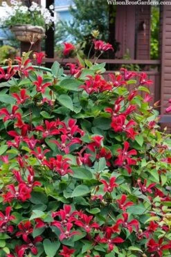 Gravetye Beauty Clematis - 1 Gallon Pot -Flora Bloom Shop clematis texensis gravetye beauty 10