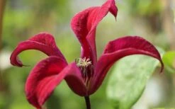 Gravetye Beauty Clematis - 1 Gallon Pot -Flora Bloom Shop clematis texensis gravetye beauty 4