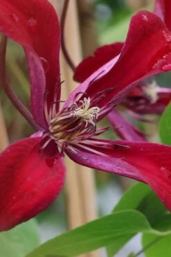 Gravetye Beauty Clematis - 1 Gallon Pot -Flora Bloom Shop clematis texensis gravetye beauty 6