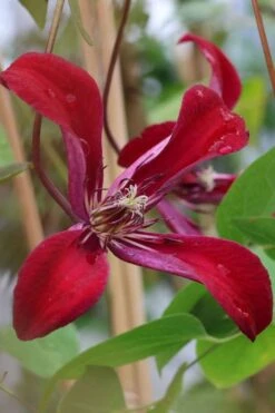 Gravetye Beauty Clematis - 1 Gallon Pot -Flora Bloom Shop clematis texensis gravetye beauty 7