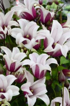 Princess Kate Clematis - 1 Gallon Pot -Flora Bloom Shop clematis texensis princess kate 14