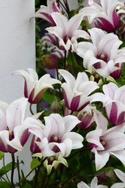 Princess Kate Clematis - 1 Gallon Pot -Flora Bloom Shop clematis texensis princess kate 15