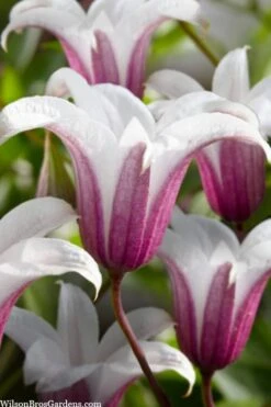 Princess Kate Clematis - 1 Gallon Pot -Flora Bloom Shop clematis texensis princess kate 23