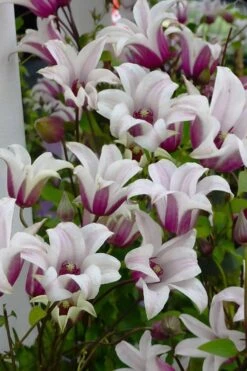Princess Kate Clematis - 1 Gallon Pot -Flora Bloom Shop clematis texensis princess kate 4