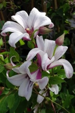 Princess Kate Clematis - 1 Gallon Pot -Flora Bloom Shop clematis texensis princess kate 5