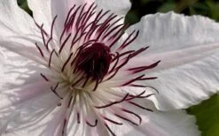 The Countess Of Wessex Clematis - 1 Gallon Pot -Flora Bloom Shop clematis the countess of wessex 1