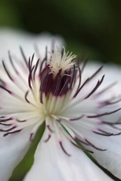 The Countess Of Wessex Clematis - 1 Gallon Pot -Flora Bloom Shop clematis the countess of wessex 4