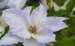 Tranquilite Clematis - 1 Gallon Pot 13 Tranquilite Clematis - 1 Gallon Pot -Flora Bloom Shop clematis tranquilete 1