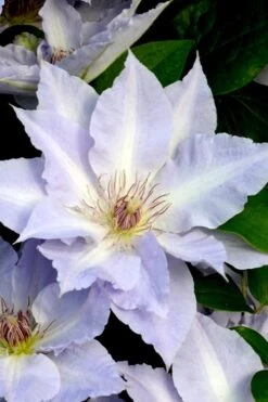 Tranquilite Clematis - 1 Gallon Pot 12 Tranquilite Clematis - 1 Gallon Pot -Flora Bloom Shop clematis tranquilete 3