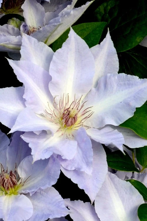 Tranquilite Clematis - 1 Gallon Pot 6 Tranquilite Clematis - 1 Gallon Pot - Image 6