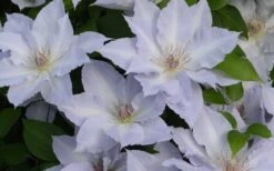 Tranquilite Clematis - 1 Gallon Pot 11 Tranquilite Clematis - 1 Gallon Pot -Flora Bloom Shop clematis tranquilete 4