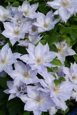 Tranquilite Clematis - 1 Gallon Pot 10 Tranquilite Clematis - 1 Gallon Pot -Flora Bloom Shop clematis tranquilite 11