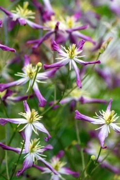 Rubromarginata Fragrant Clematis - 1 Gallon Pot -Flora Bloom Shop clematis triternata rubromarginata 2