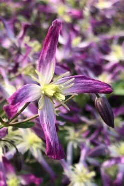 Rubromarginata Fragrant Clematis - 1 Gallon Pot -Flora Bloom Shop clematis triternata rubromarginata 5