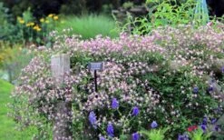 Rubromarginata Fragrant Clematis - 1 Gallon Pot -Flora Bloom Shop clematis triternata rubromarginata 6