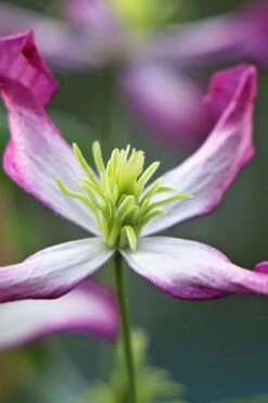 Rubromarginata Fragrant Clematis - 1 Gallon Pot -Flora Bloom Shop clematis triternata rubromarginata 7