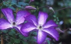 Venosa Violacea Clematis - 1 Gallon Pot -Flora Bloom Shop clematis venosa violacea 1