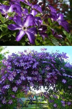 Venosa Violacea Clematis - 1 Gallon Pot -Flora Bloom Shop clematis venosa violacea 3