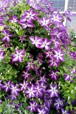 Venosa Violacea Clematis - 1 Gallon Pot -Flora Bloom Shop clematis venosa violacea 5