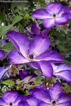 Venosa Violacea Clematis - 1 Gallon Pot -Flora Bloom Shop clematis venosa violacea 7