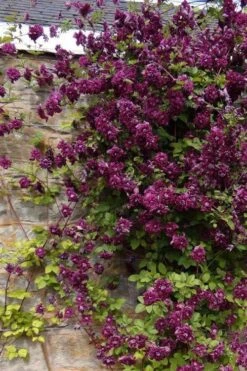 Purpurea Plena Elegans Clematis - 1 Gallon Pot 14 Purpurea Plena Elegans Clematis - 1 Gallon Pot -Flora Bloom Shop clematis viticella purpurea plena elegans 1