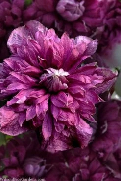 Purpurea Plena Elegans Clematis - 1 Gallon Pot 11 Purpurea Plena Elegans Clematis - 1 Gallon Pot -Flora Bloom Shop clematis viticella purpurea plena elegans 8