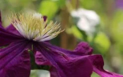 Warsaw Nike Clematis - 1 Gallon Pot -Flora Bloom Shop clematis warsaw nike 10
