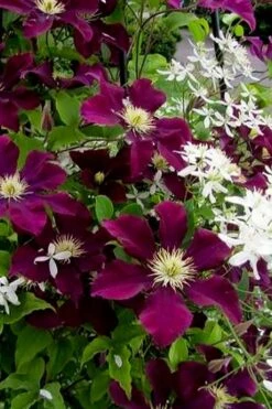 Warsaw Nike Clematis - 1 Gallon Pot -Flora Bloom Shop clematis warsaw nike 11