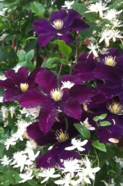 Warsaw Nike Clematis - 1 Gallon Pot -Flora Bloom Shop clematis warsaw nike 12