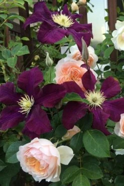 Warsaw Nike Clematis - 1 Gallon Pot -Flora Bloom Shop clematis warsaw nike 13