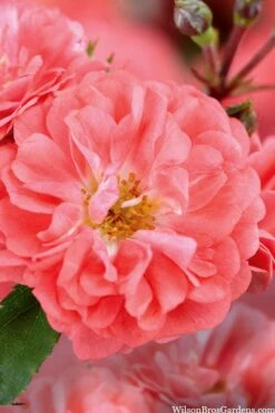 Coral Drift Groundcover Rose - 2 Gallon Pot -Flora Bloom Shop coral drift rose 101