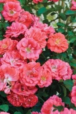 Coral Drift Groundcover Rose - 2 Gallon Pot -Flora Bloom Shop coral drift rose 102