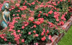 Coral Drift Groundcover Rose - 2 Gallon Pot -Flora Bloom Shop coral drift rose 104