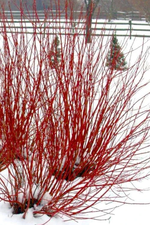 Ivory Halo Tatarian Dogwood (Cornus Alba) - 1 Gallon Pot 4 Ivory Halo Tatarian Dogwood (Cornus Alba) - 1 Gallon Pot - Image 4