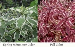 Ivory Halo Tatarian Dogwood (Cornus Alba) - 1 Gallon Pot 16 Ivory Halo Tatarian Dogwood (Cornus Alba) - 1 Gallon Pot -Flora Bloom Shop cornus alba ivory halo tatarian dogwood 12