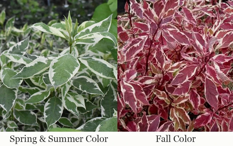 Ivory Halo Tatarian Dogwood (Cornus Alba) - 1 Gallon Pot 7 Ivory Halo Tatarian Dogwood (Cornus Alba) - 1 Gallon Pot - Image 7