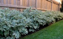 Ivory Halo Tatarian Dogwood (Cornus Alba) - 1 Gallon Pot 17 Ivory Halo Tatarian Dogwood (Cornus Alba) - 1 Gallon Pot -Flora Bloom Shop cornus alba ivory halo tatarian dogwood 4