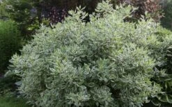 Ivory Halo Tatarian Dogwood (Cornus Alba) - 1 Gallon Pot 12 Ivory Halo Tatarian Dogwood (Cornus Alba) - 1 Gallon Pot -Flora Bloom Shop cornus alba ivory halo tatarian dogwood 5