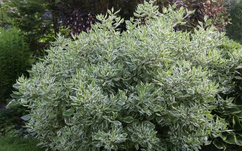 Ivory Halo Tatarian Dogwood (Cornus Alba) - 1 Gallon Pot 3 Ivory Halo Tatarian Dogwood (Cornus Alba) - 1 Gallon Pot - Image 3