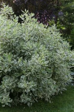 Ivory Halo Tatarian Dogwood (Cornus Alba) - 1 Gallon Pot 18 Ivory Halo Tatarian Dogwood (Cornus Alba) - 1 Gallon Pot -Flora Bloom Shop cornus alba ivory halo tatarian dogwood 6