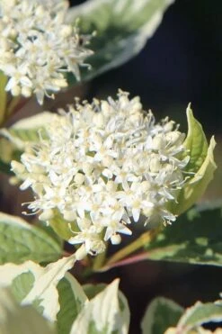 Ivory Halo Tatarian Dogwood (Cornus Alba) - 1 Gallon Pot 14 Ivory Halo Tatarian Dogwood (Cornus Alba) - 1 Gallon Pot -Flora Bloom Shop cornus alba ivory halo tatarian dogwood 7
