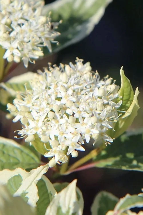 Ivory Halo Tatarian Dogwood (Cornus Alba) - 1 Gallon Pot 5 Ivory Halo Tatarian Dogwood (Cornus Alba) - 1 Gallon Pot - Image 5