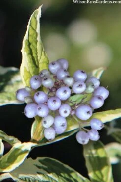 Ivory Halo Tatarian Dogwood (Cornus Alba) - 1 Gallon Pot 15 Ivory Halo Tatarian Dogwood (Cornus Alba) - 1 Gallon Pot -Flora Bloom Shop cornus alba ivory halo tatarian dogwood 8
