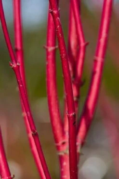 Ivory Halo Tatarian Dogwood (Cornus Alba) - 1 Gallon Pot 19 Ivory Halo Tatarian Dogwood (Cornus Alba) - 1 Gallon Pot -Flora Bloom Shop cornus alba ivory halo tatarian dogwood 9