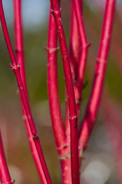 Ivory Halo Tatarian Dogwood (Cornus Alba) - 1 Gallon Pot 10 Ivory Halo Tatarian Dogwood (Cornus Alba) - 1 Gallon Pot - Image 10