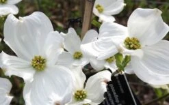 Jean's Appalachian Snow White Dogwood Tree - 7 Gallon Pot (4-5') -Flora Bloom Shop cornus florida jeans appalachian snow white dogwood 4
