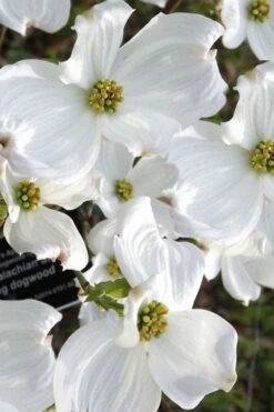 Jean's Appalachian Snow White Dogwood Tree - 7 Gallon Pot (4-5') -Flora Bloom Shop cornus florida jeans appalachian snow white dogwood 5