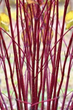 Arctic Fire Red Twig Dogwood - 3 Gallon Pot -Flora Bloom Shop cornus sericera red osier dogwood 1