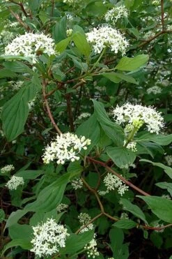 Arctic Fire Red Twig Dogwood - 3 Gallon Pot -Flora Bloom Shop cornus sericera red osier dogwood 5